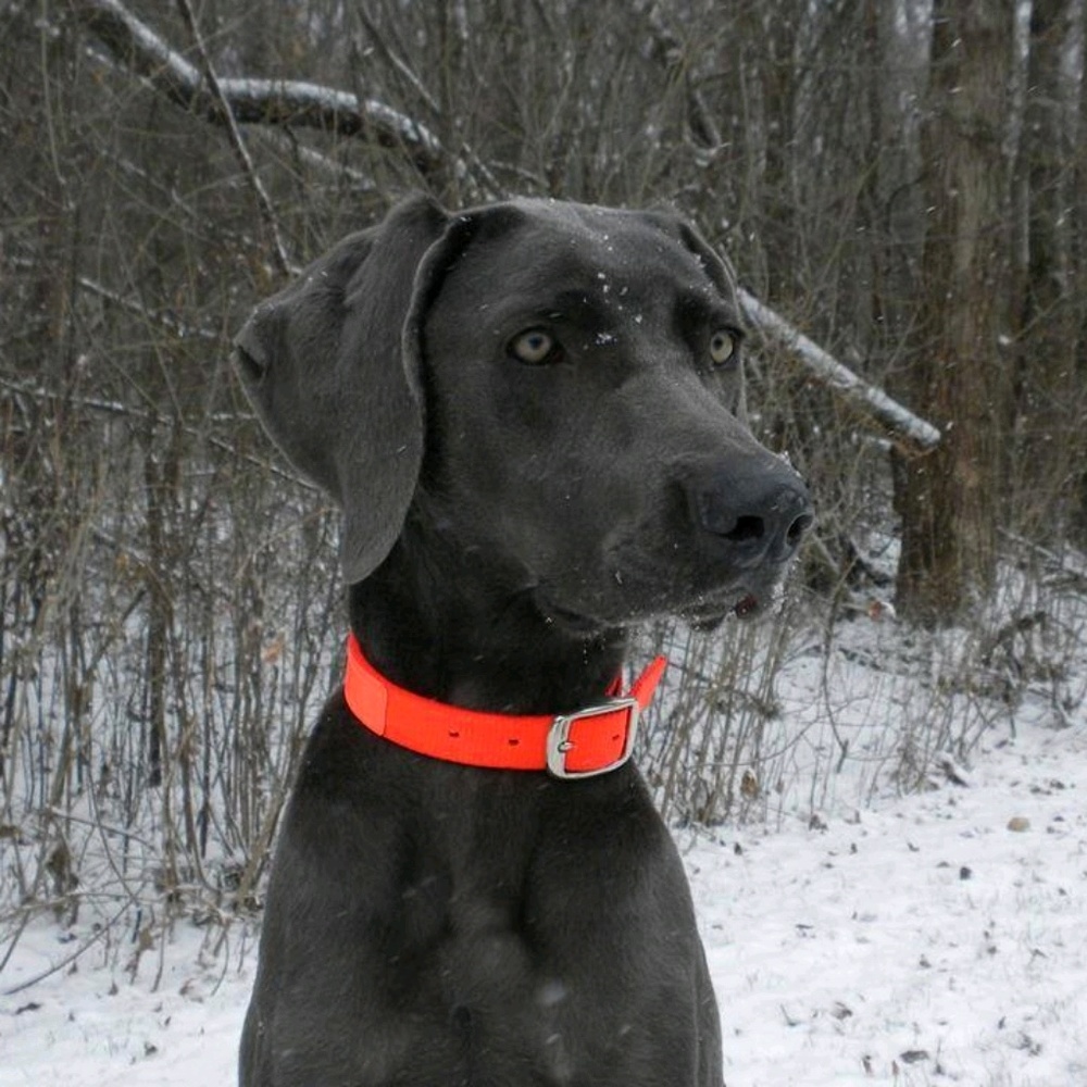 Meet your Posher, Tom